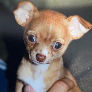 Meet your Posher, Posh